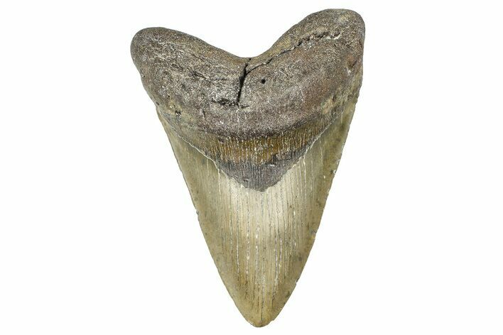 Fossil Megalodon Tooth - North Carolina #381536